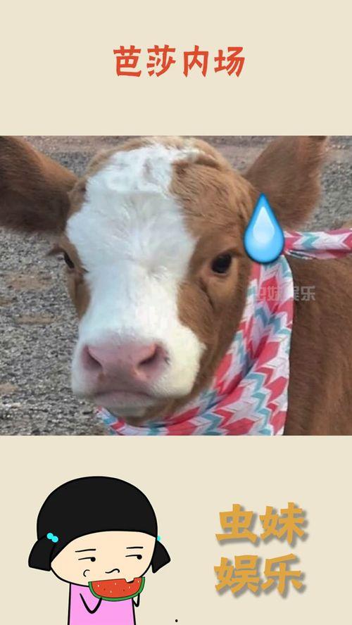 娱乐吃瓜酱素材图片大全